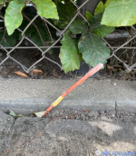 1657376662840.png 1657376662840.png